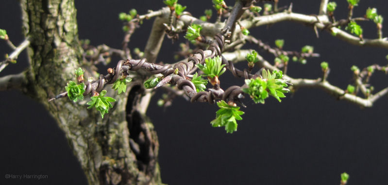 hawthorn bonsai